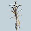 Corn Plant