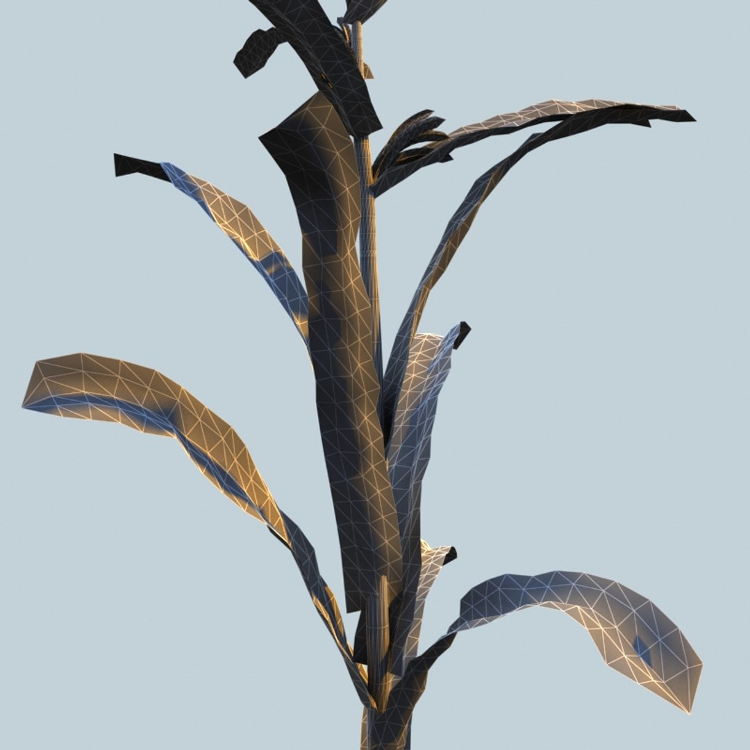 3d corn plant https://p.turbosquid.com/ts-thumb/Lo/TZQtey/1Q8N4nKF/w02/jpg/1358437592/1920x1080/fit_q87/b7dc340c37411d7f406cad94f433776d46dd1d75/w02.jpg