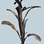 Corn Plant