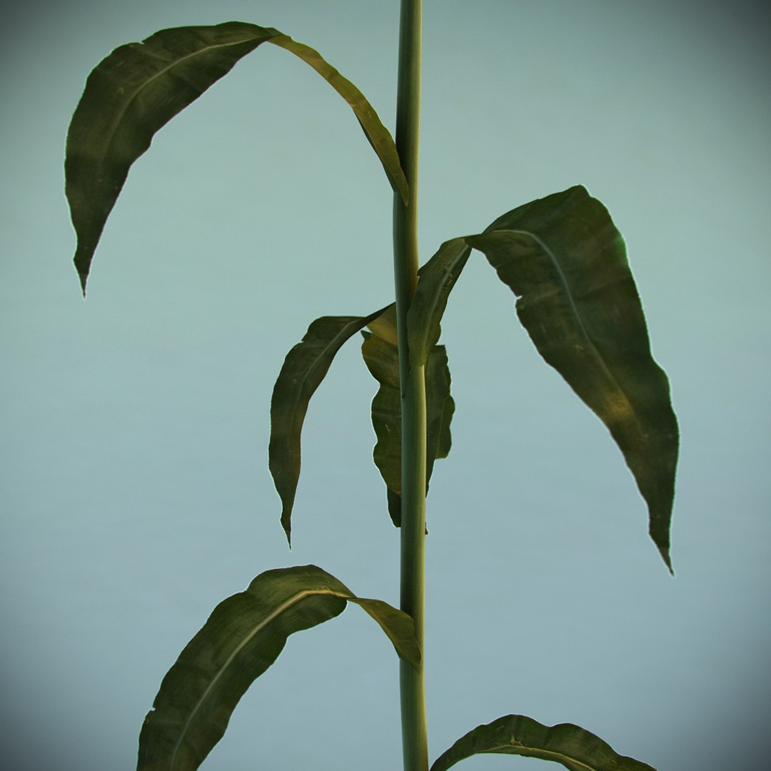 3d corn plant https://p.turbosquid.com/ts-thumb/Lo/TZQtey/4wF2JWPb/02/jpg/1358437592/1920x1080/fit_q87/b951d0f56e43eeb55144b0093864db75dfe8cd45/02.jpg
