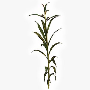 Corn Plant