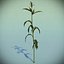 Corn Plant