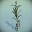 Corn Plant