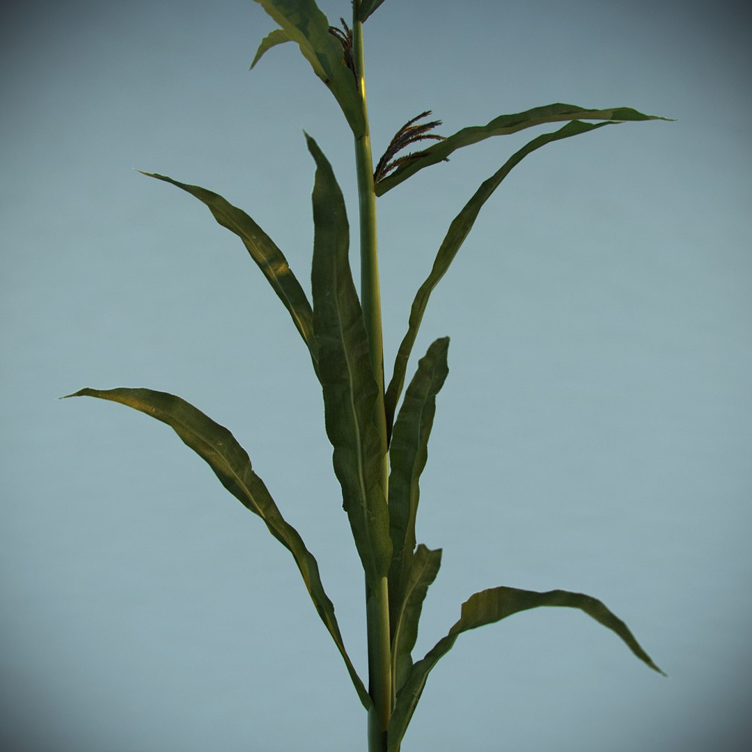 3d corn plant https://p.turbosquid.com/ts-thumb/Lo/TZQtey/y1Z0XO6m/04/jpg/1358437592/1920x1080/fit_q87/874378d760b5172bfd5c82057bc745e0311bc5b6/04.jpg