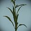 Corn Plant