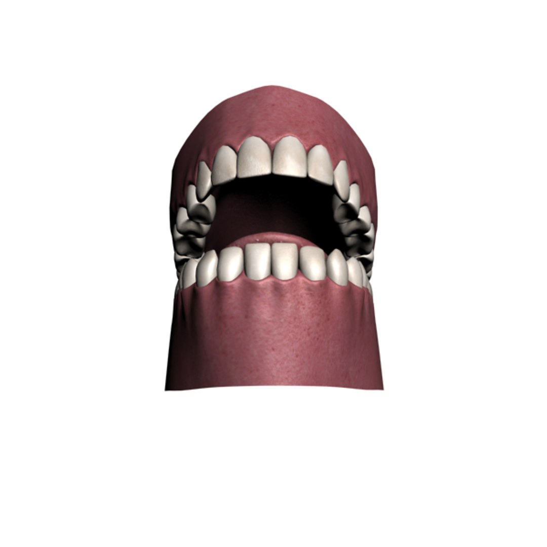 Polygonal Human Jaw 3d Model Biology Diagrams