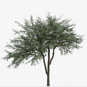 3D Set of Rhus chinensis or Chinese sumac Trees - 2 Trees