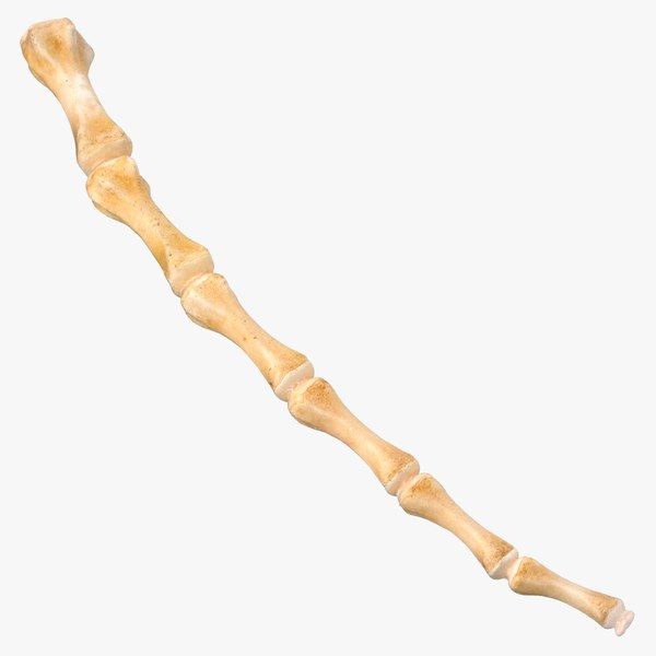 Kangaroo Red Necked Wallaby Caudal Vertebrae Cd11 16 3D model