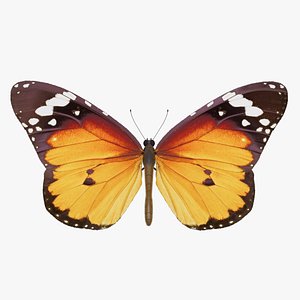 3D model Butterfly rigged auto animation