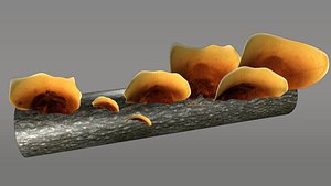 Fungus