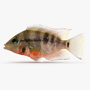 Thorichtys Meeki Cichlid