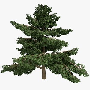 3d model realistic platanus tree type