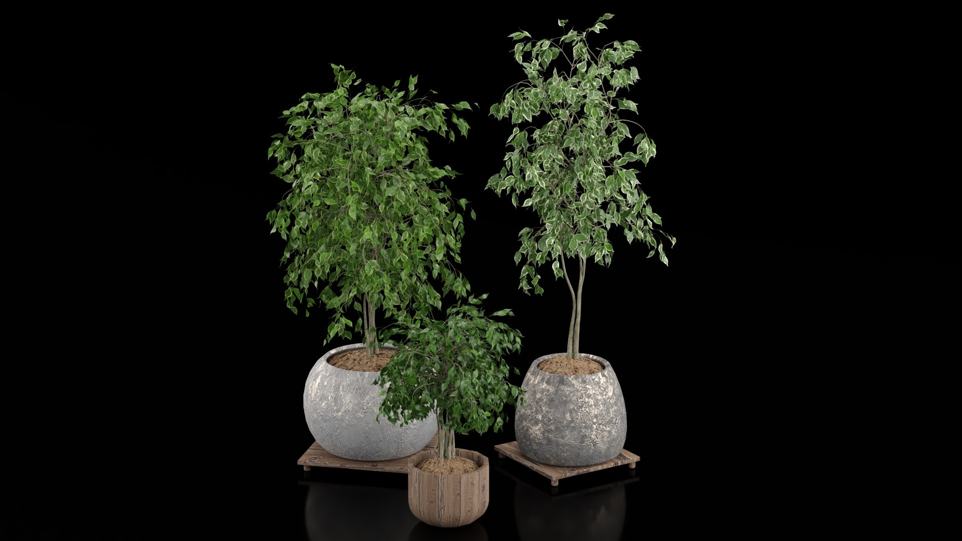 3D Indoor Plants - TurboSquid 2392041