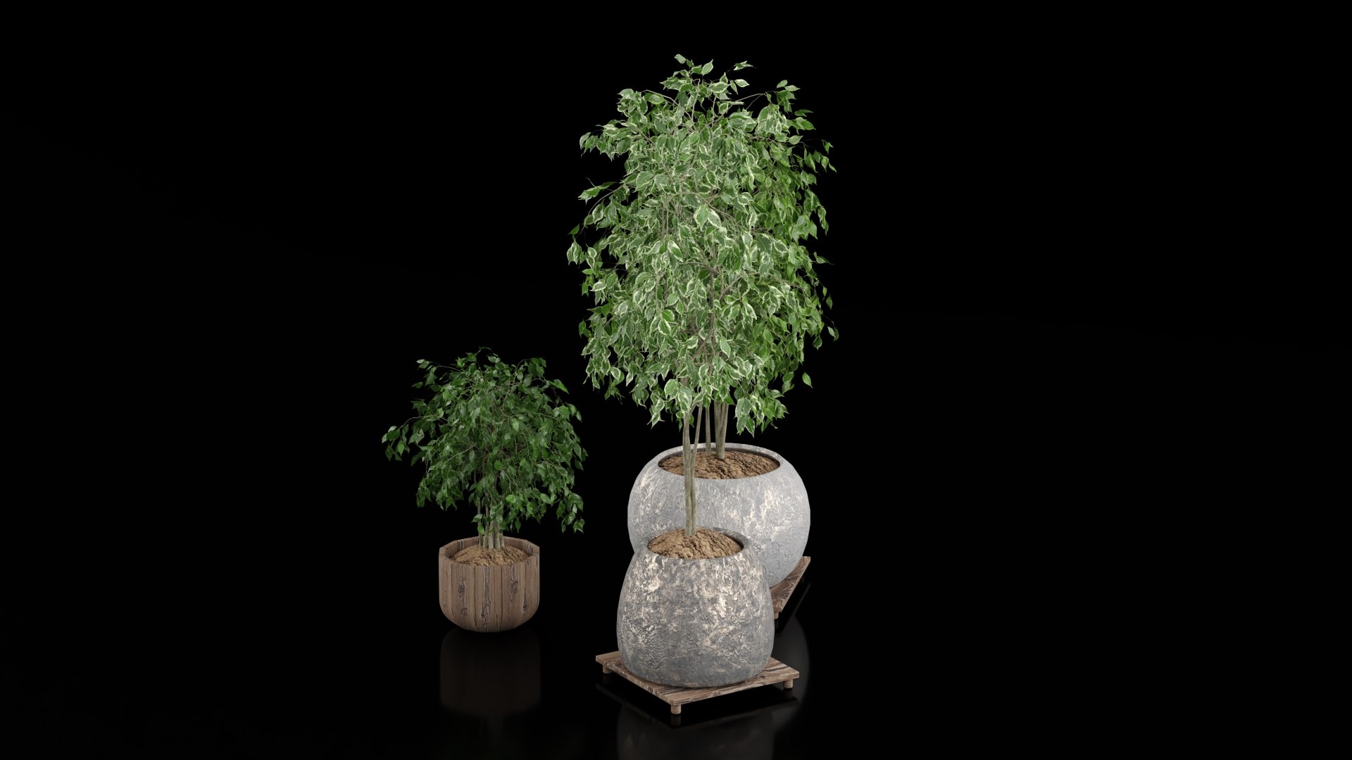 3D Indoor Plants - TurboSquid 2392041