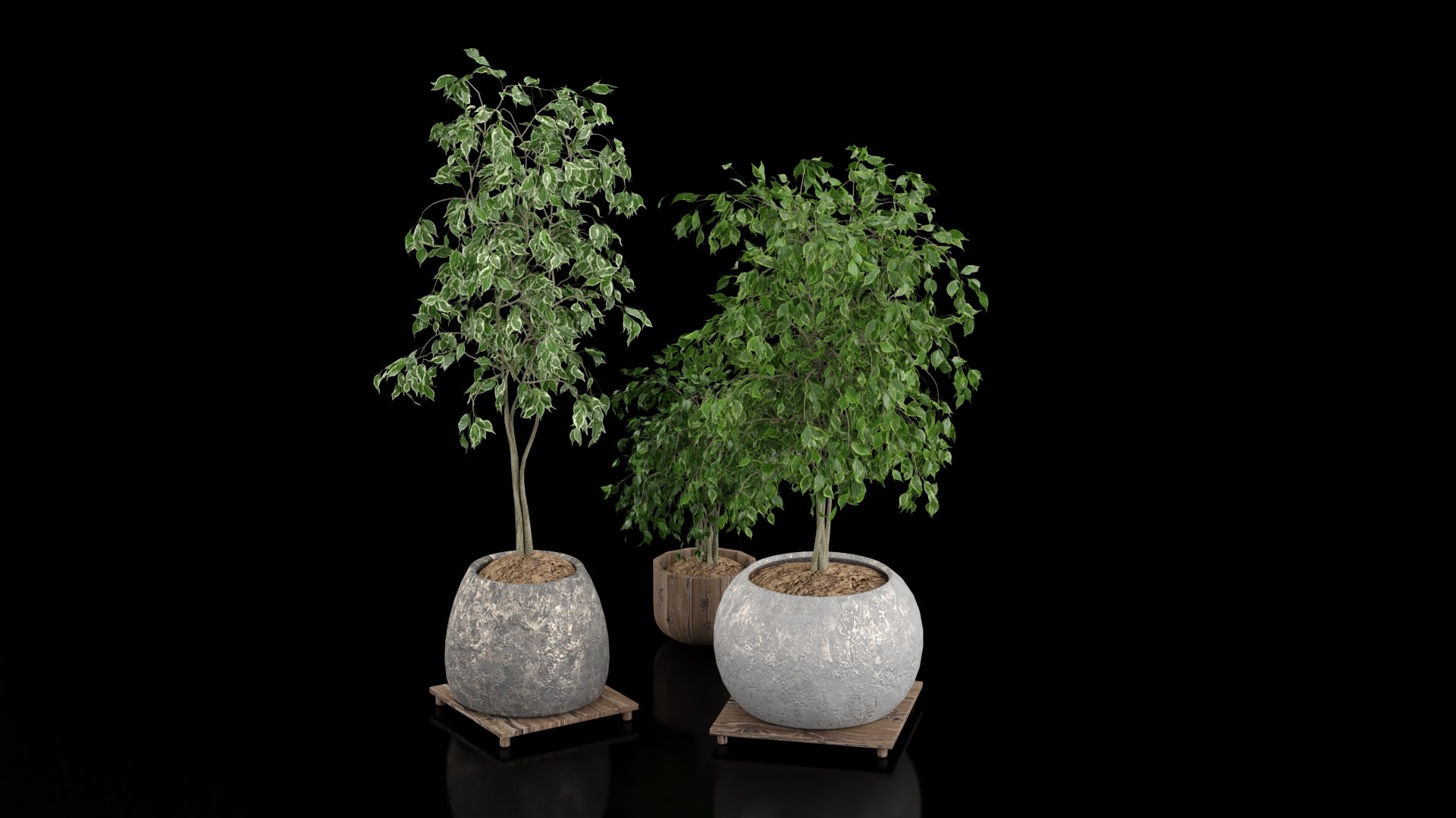 3D Indoor Plants - TurboSquid 2392041