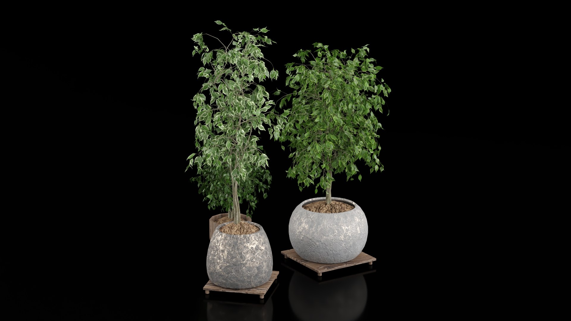 3D Indoor Plants - TurboSquid 2392041