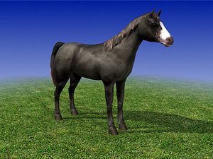 3D Model. Black Horse. Low Poly