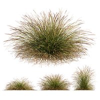 HQ Plants Stipa arundinacea Anemanthele lessoniana