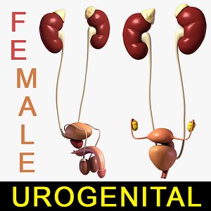 lwo male urogenital female