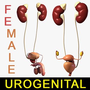 Urogenital Collection / Male / Female