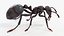 Black Ant