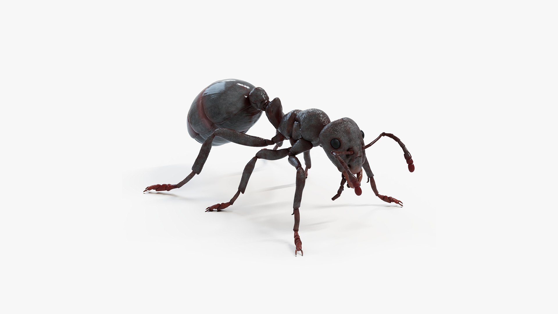 3D Black Ant model https://p.turbosquid.com/ts-thumb/Lp/xOgfzE/Ku/blackant_searchimage_cinema/jpg/1665060978/1920x1080/fit_q87/3cbd2db09c422e7f70b572bd23c4f64e7aebec48/blackant_searchimage_cinema.jpg