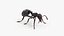 Black Ant