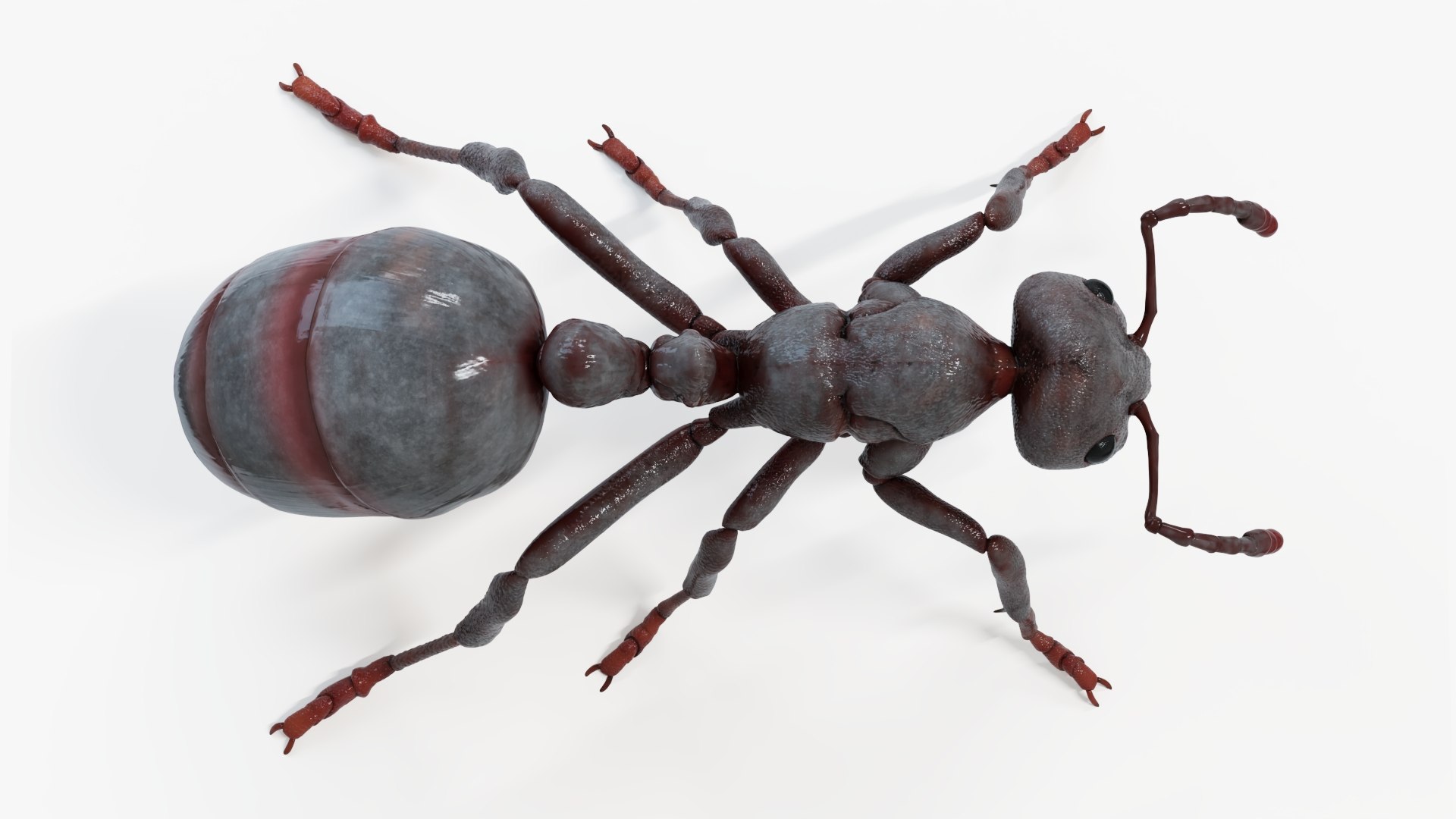 3D Black Ant model https://p.turbosquid.com/ts-thumb/Lp/xOgfzE/Lg/blackant_productshot5/jpg/1665060976/1920x1080/fit_q87/93ce3357d1ef8d60f4f807039494979ddcc52c9b/blackant_productshot5.jpg