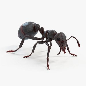 Black Ant
