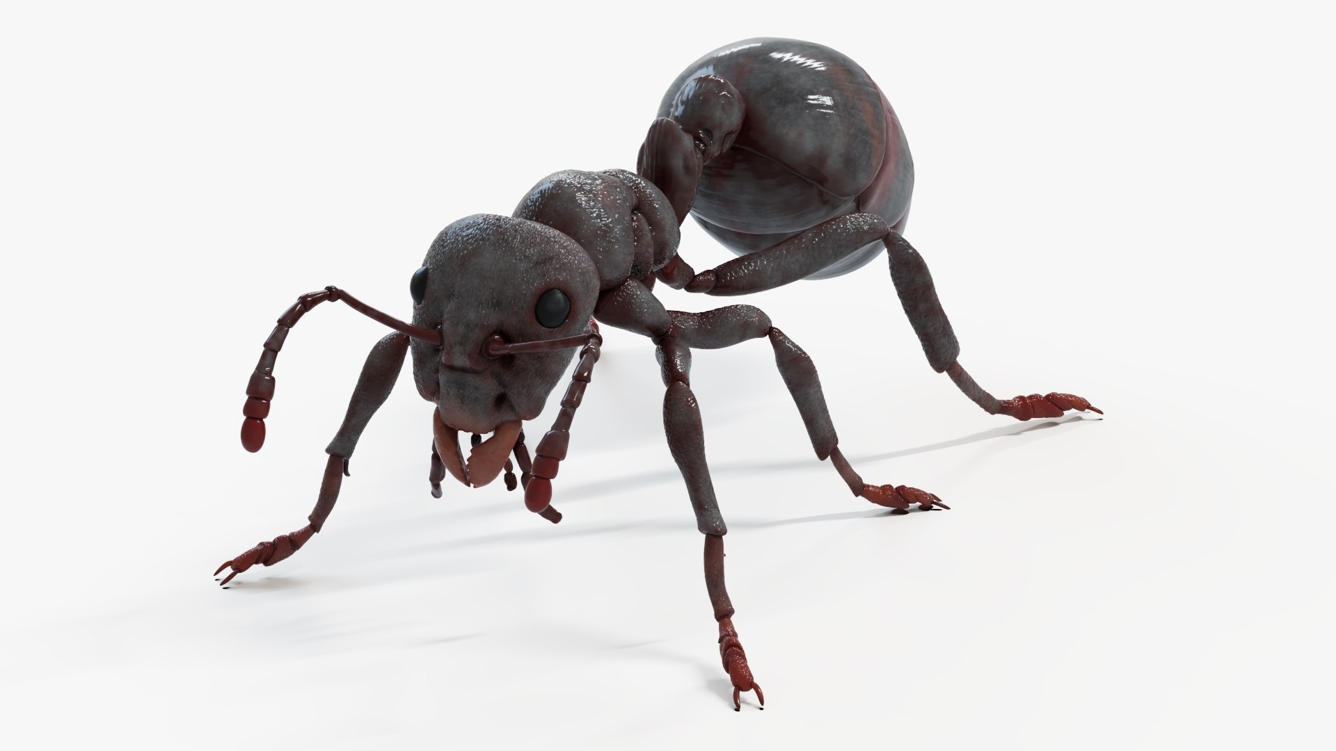 3D Black Ant model https://p.turbosquid.com/ts-thumb/Lp/xOgfzE/k2/blackant_productshot4/jpg/1665060976/1920x1080/fit_q87/c37526c3a14d73bd5dc93706cea6dbf41cc001c8/blackant_productshot4.jpg