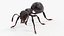 Black Ant