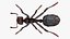 Black Ant