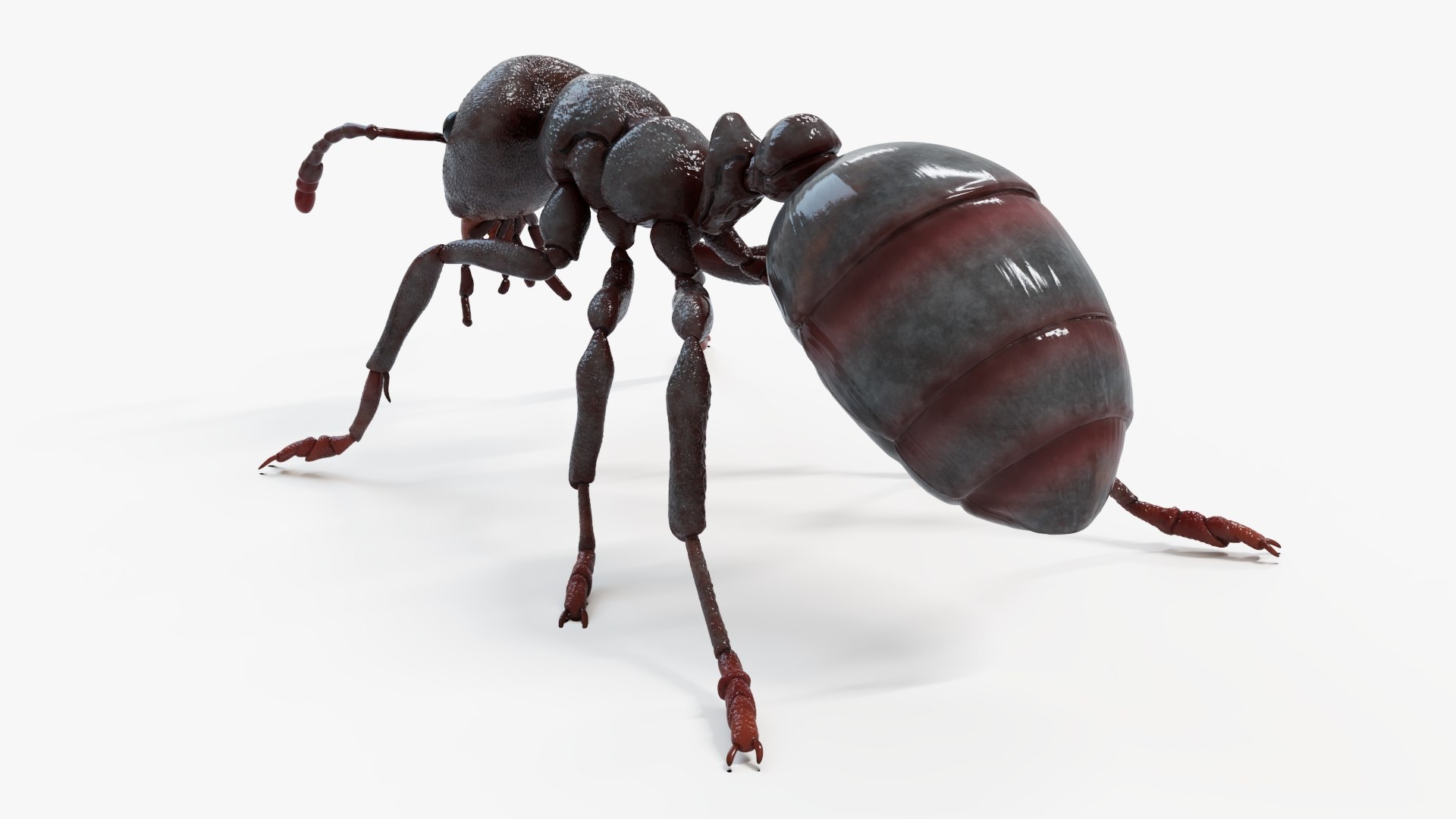 3D Black Ant model https://p.turbosquid.com/ts-thumb/Lp/xOgfzE/wL/blackant_productshot3/jpg/1665060975/1920x1080/fit_q87/728946a16800a9df9e24f393b26238dbf0f7568d/blackant_productshot3.jpg