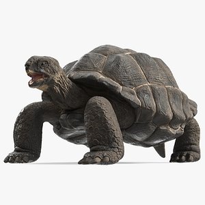 Chelonoidis Niger Rigged