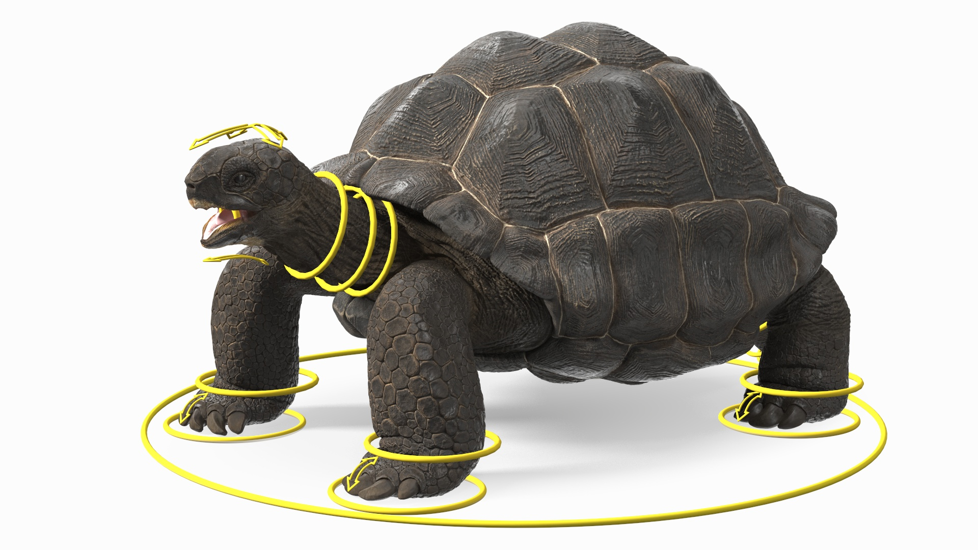 3D Chelonoidis Niger Rigged TurboSquid 2111835