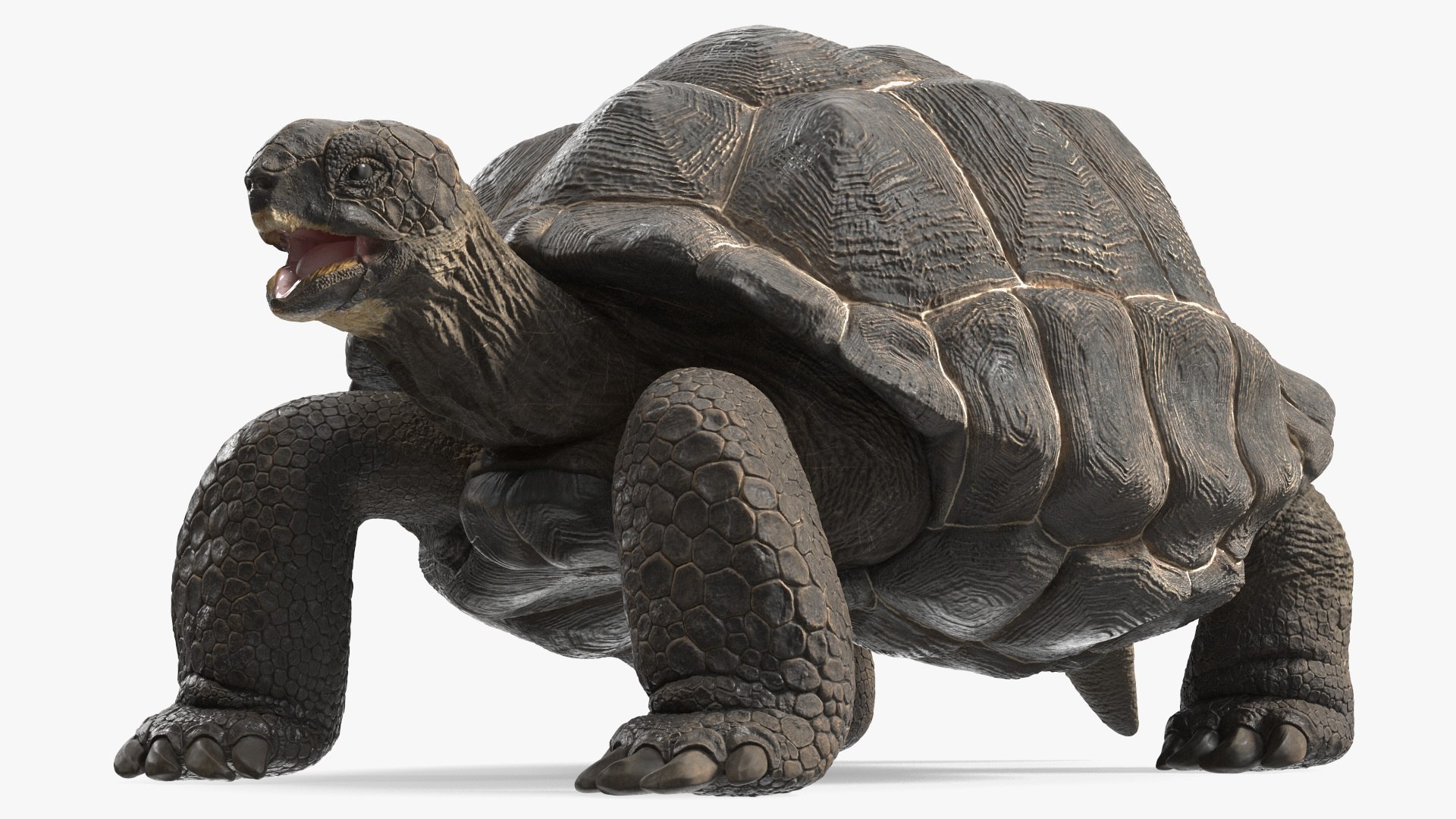 3D Chelonoidis Niger Rigged TurboSquid 2111835