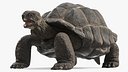 Chelonoidis Niger Rigged