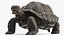 Coleção Turtles Rigged 4