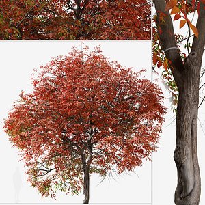 3D Set of Chinese pistache or Pistacia chinensis Tree