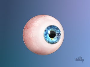 3d eyeball eye model