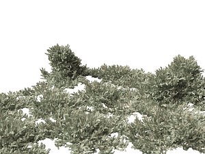 Picea pungens Glauca Procumbens - Blue Procumbent Colorado Spruce 3D model