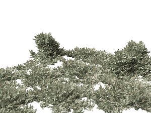 Picea pungens Glauca Procumbens - Blue Procumbent Colorado Spruce