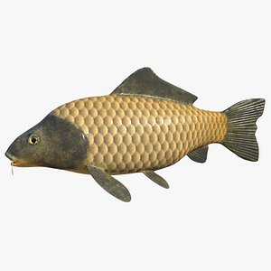 Carp Fish