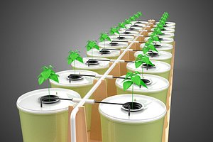 DUTCH BUCKET PLANT VEGETABLE FRUIT HYDROPONIC FARM CULTIVATION