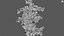 Moraceae - Ficus pumila 3D
