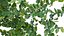 Moraceae - Ficus pumila 3D