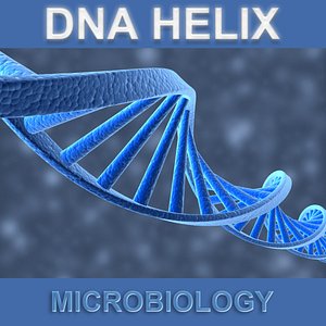DNA Helix