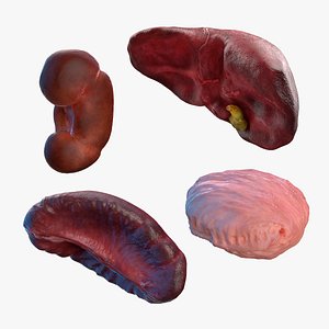 Human Organs Collection 3D model