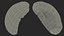 Human Organs Collection