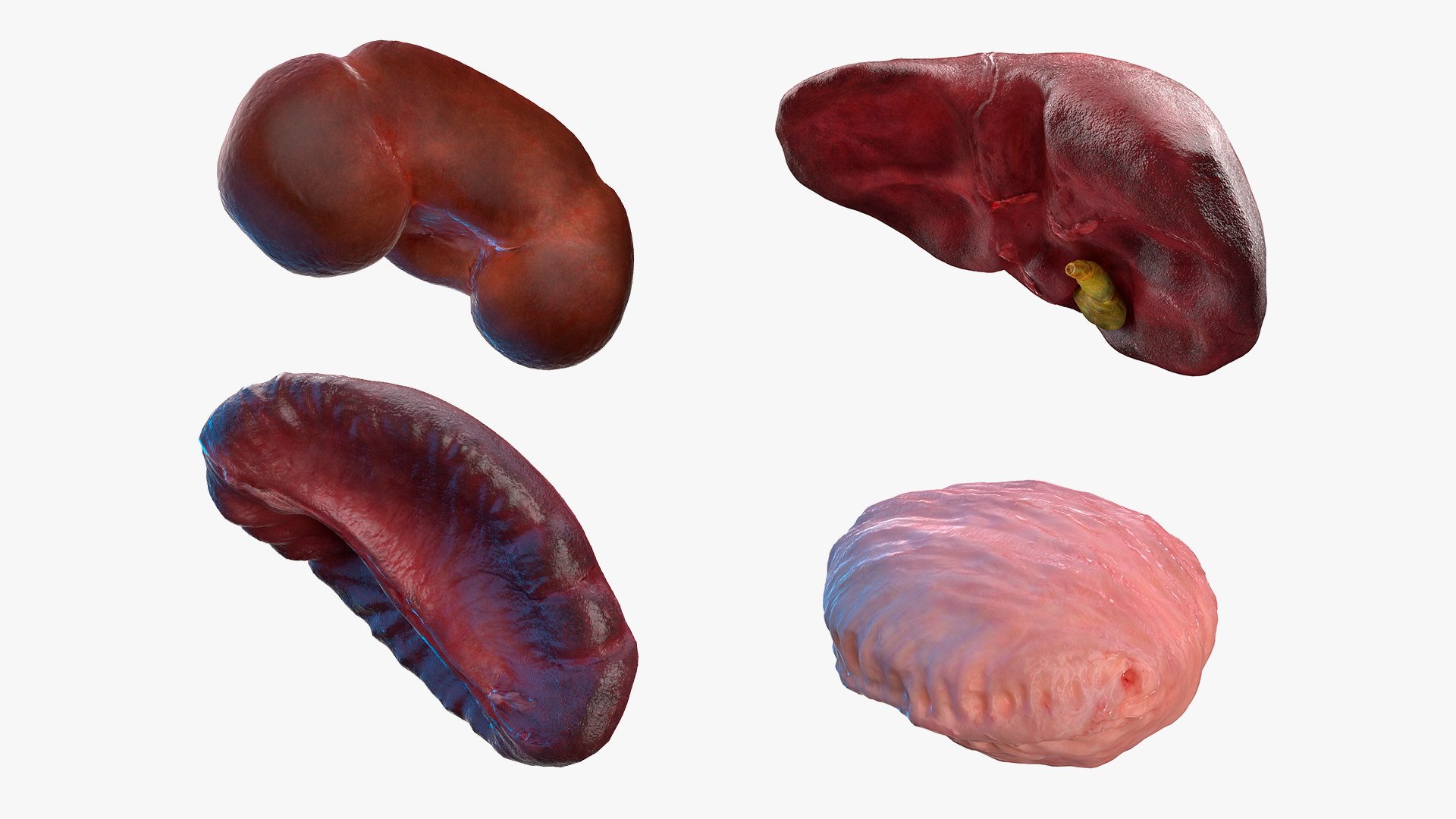 Human Organs Collection 3D model https://p.turbosquid.com/ts-thumb/Lr/5KSt0c/Km/human_organs_collection_001/jpg/1745498379/1920x1080/fit_q87/a70ca8f6f04f88f32394e4bbd6380cf6a30cdaf3/human_organs_collection_001.jpg